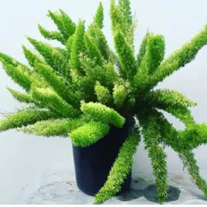 狐尾植物 Top 0件狐尾植物 22年11月更新 Taobao