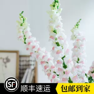 金鱼草花卉 Top 100件金鱼草花卉 22年11月更新 Taobao