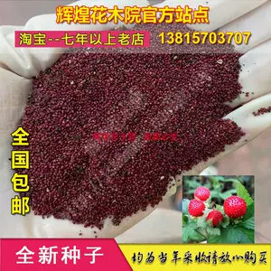 观赏草莓种子 新人首单立减十元 22年8月 淘宝海外