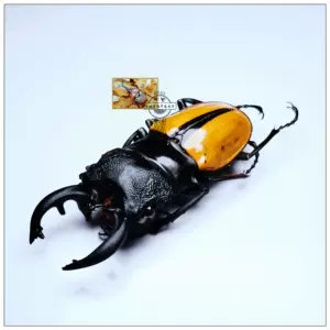 锹甲虫标本 新人首单立减十元 22年7月 淘宝海外