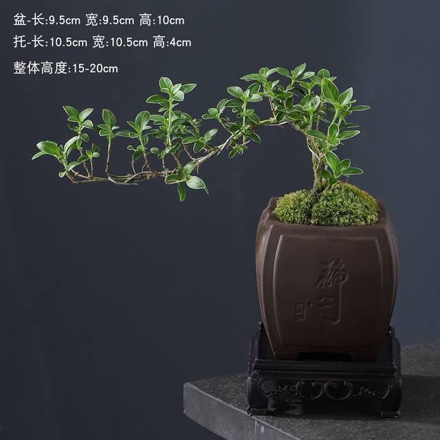 June snow bonsai white flower modeling physical Zen will old pile desktop bonsai strap potted art small ornament plants
