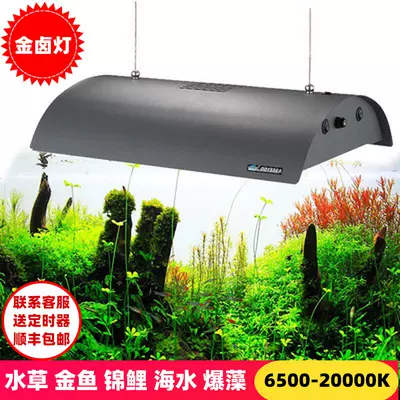 海水灯水草 新人首单立减十元 21年12月 淘宝海外 海水灯水草 新人首单立减十元 21年12月 淘宝海外