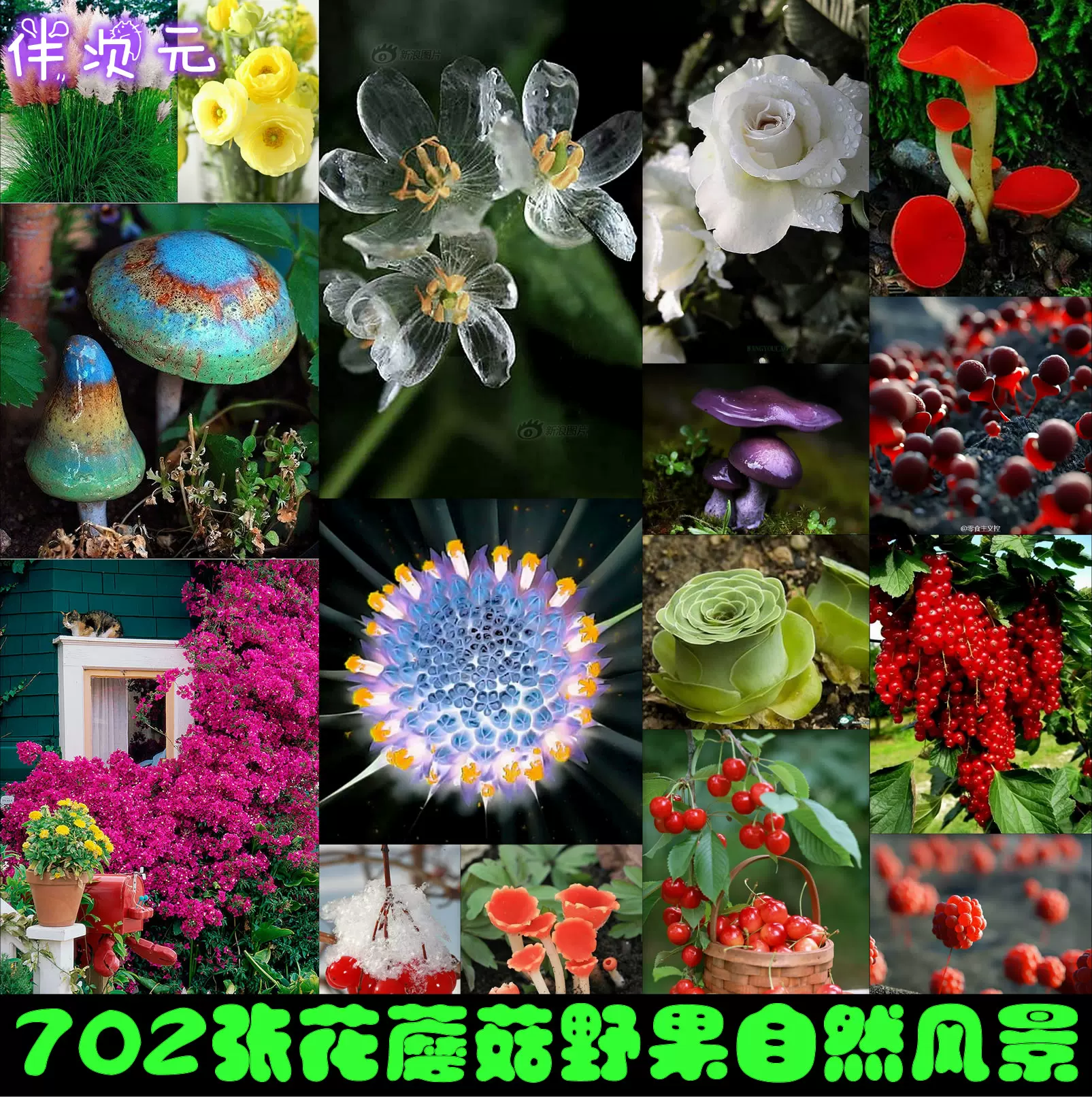 702张花蘑菇自然摄影图片集游戏美术原画设计建模设定