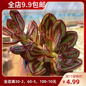 紅司 Top 72件紅司 22年11月更新 Taobao