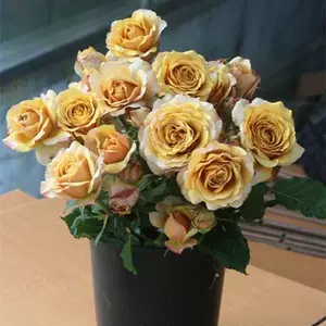 茶色玫瑰花 Top 60件茶色玫瑰花 22年11月更新 Taobao