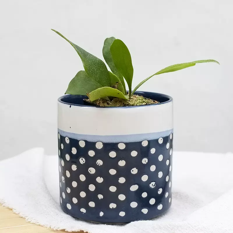 蓝点多肉绿植肉肉盆栽北欧圆柱花盆黑法师小老