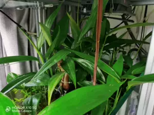 水生植物净化水质 新人首单立减十元 22年3月 淘宝海外