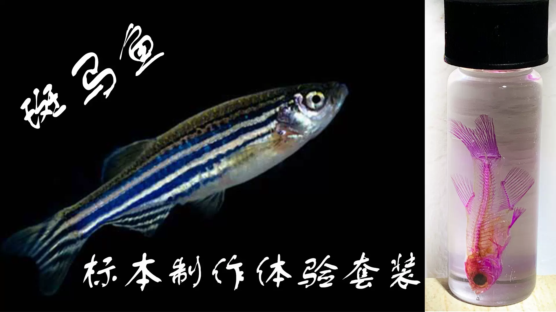 斑马鱼透明骨骼标本制作套装内含一套制作工具及试剂