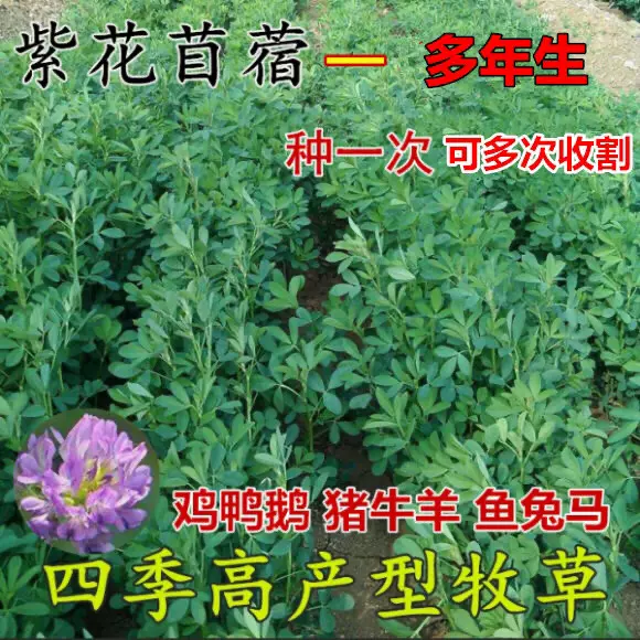 紫花苜蓿草种子多年生苜蓿种子四季高产苜蓿菜猪牛羊鸡鱼