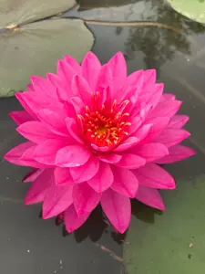 水面花 新人首单立减十元 22年7月 淘宝海外