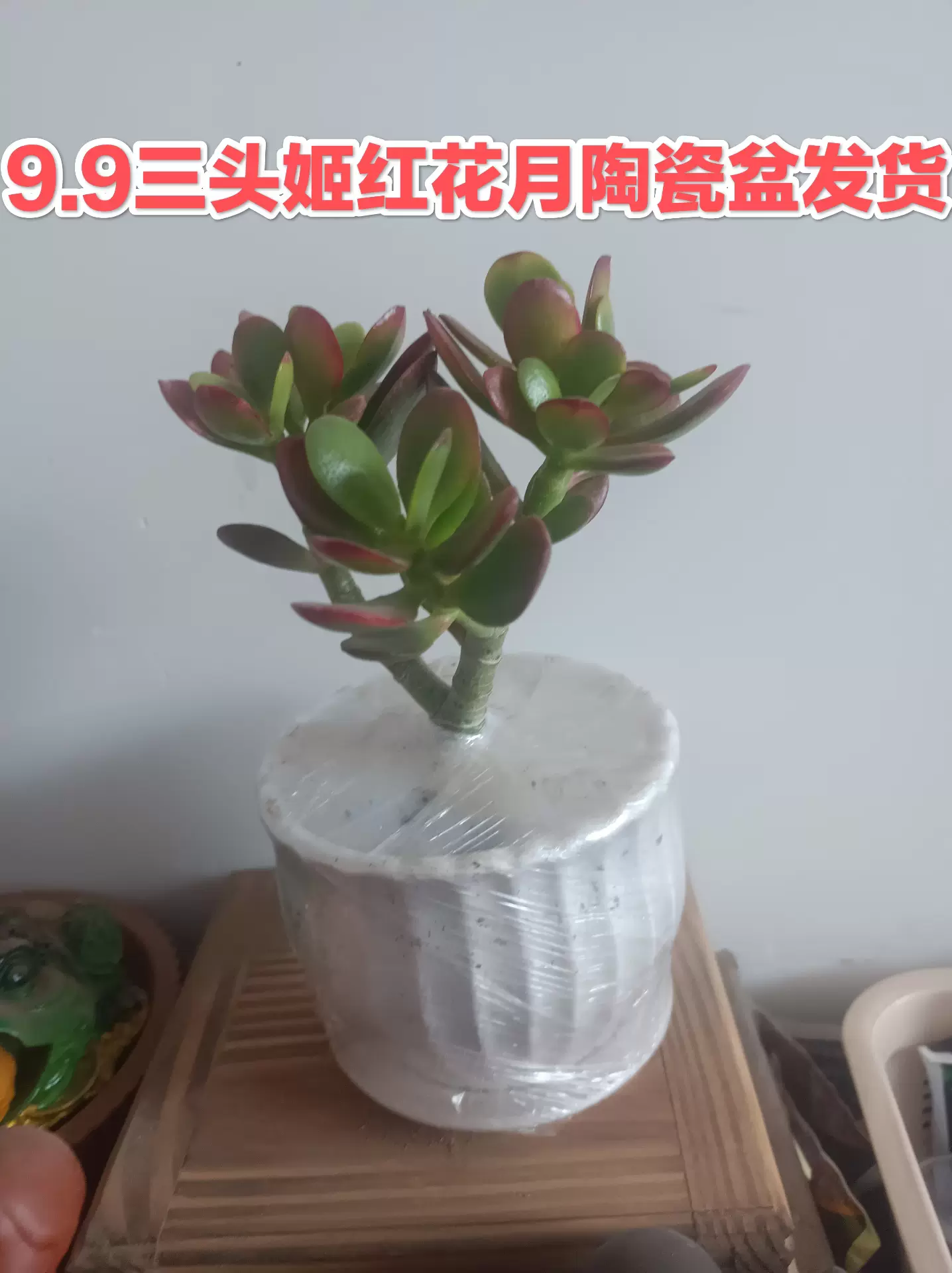 姬红花月红叶玉树老桩多肉植物盆栽群生多头新花月锦肉