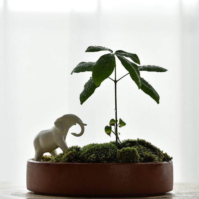 Creative Ceramics Animal Elephant Small Slows Home Horticultural Basin DIY Micro Landscape Scenery Decoration Accessories
