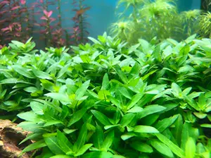 水草缸造景前景草 新人首单立减十元 22年6月 淘宝海外