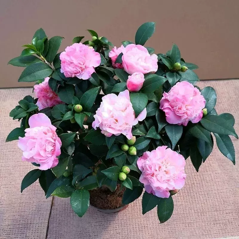 绿植茶花处理浓烈香型香妃茶花树苗盆栽带花苞室外庭院