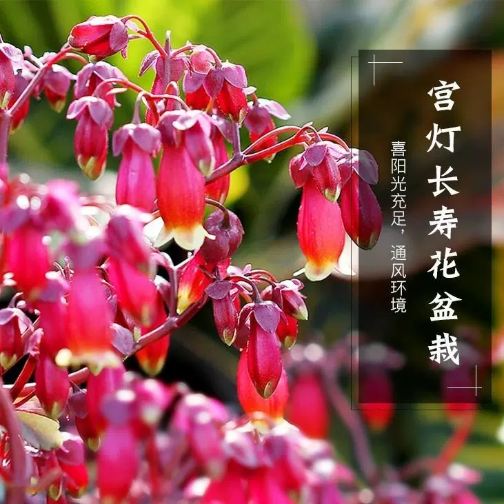 宫灯长寿花盆栽 新人首单立减十元 21年11月 淘宝海外