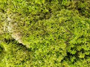 水苔种兰花 新人首单立减十元 22年8月 淘宝海外