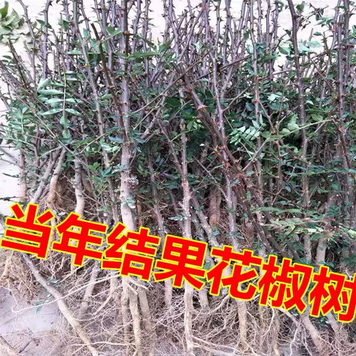 花椒树苗大红袍花椒苗南北方盆栽地栽花椒树麻椒藤