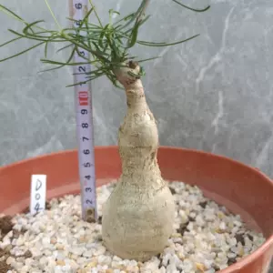 块根植物盆栽 新人首单立减十元 22年3月 淘宝海外