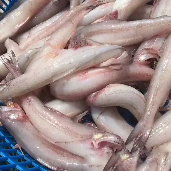 九肚鱼海鲜-新人首单立减十元-2021年11月淘宝海外