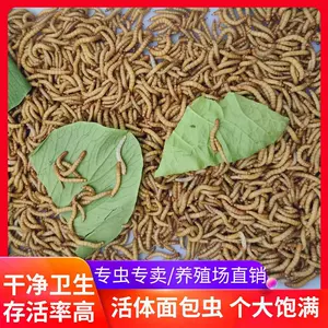黄粉虫鱼饵 新人首单立减十元 22年9月 淘宝海外
