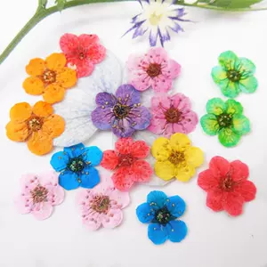 水仙花标本 新人首单立减十元 22年3月 淘宝海外 水仙花标本 新人首单立减十元 22年3月 淘宝海外