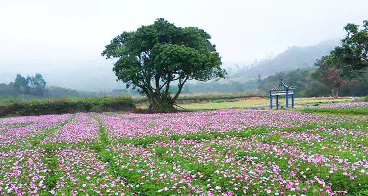 大鹏美丽乡村世界图片