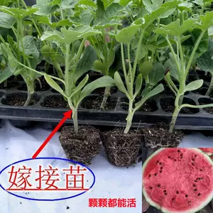西瓜苗嫁接西瓜苗 新人首单立减十元 22年10月 淘宝海外