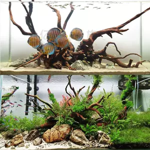 水草缸造景套餐ada Top 3000件水草缸造景套餐ada 22年12月更新 Taobao 水草缸造景套餐ada Top 3000件水草缸造景套餐ada 22年12月更新 Taobao
