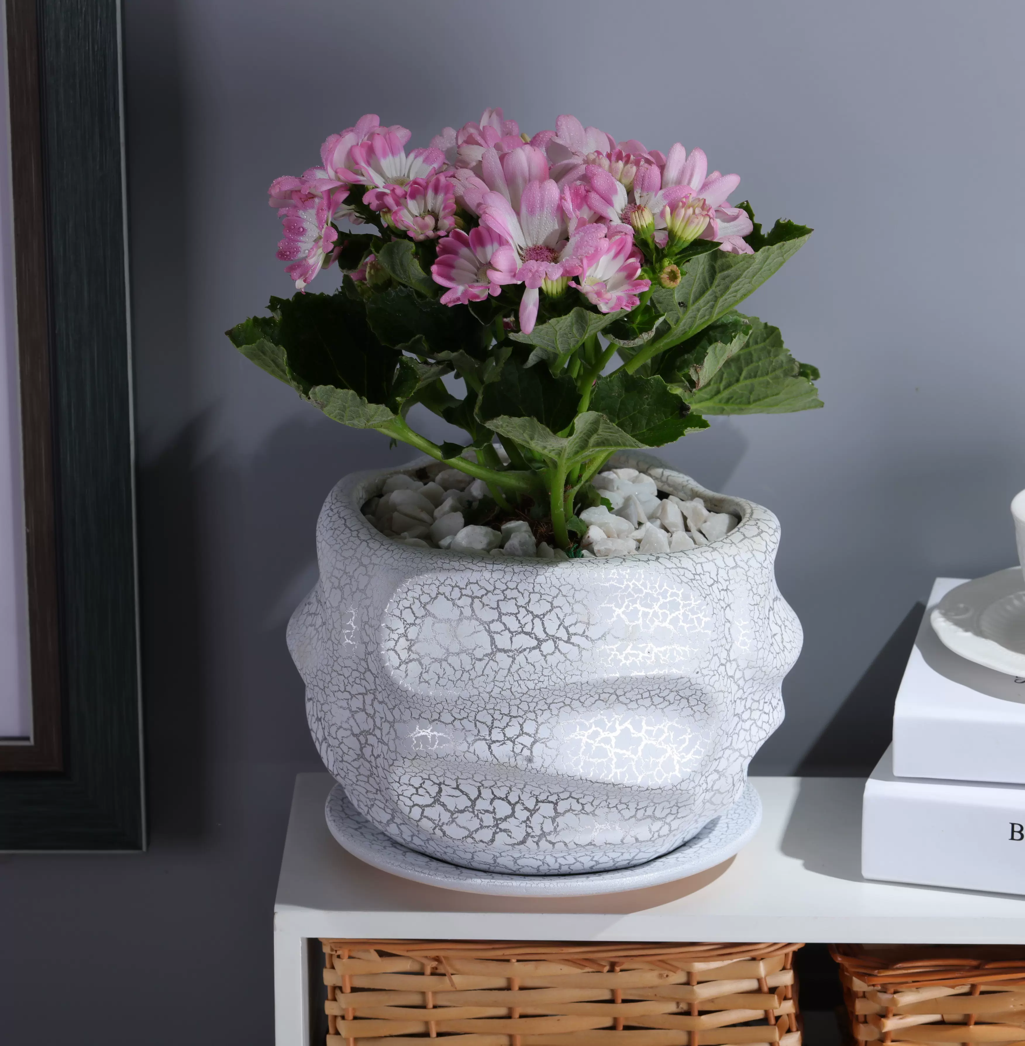 万年青陶瓷花盆 新人首单立减十元 22年9月 淘宝海外