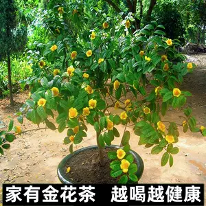 金花茶茶花 Top 3000件金花茶茶花 23年1月更新 Taobao