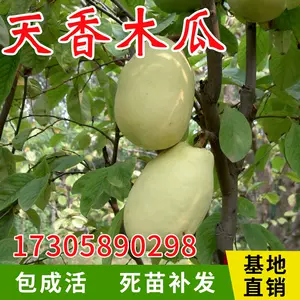 木瓜树苗北方种植 Top 300件木瓜树苗北方种植 22年12月更新 Taobao