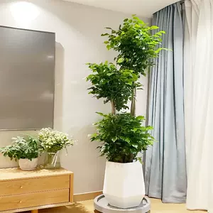 室内盆栽植物好养大型 Top 10万件室内盆栽植物好养大型 22年12月更新 Taobao 室内盆栽植物好养大型 Top 10万件室内盆栽植物好养大型 22年12月更新 Taobao