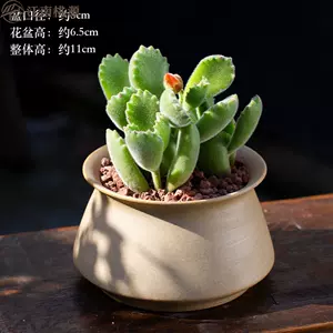 熊童子花盆 新人首单立减十元 22年10月 淘宝海外