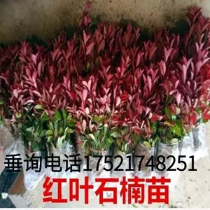 苗圃植物 新人首单立减十元 22年10月 淘宝海外