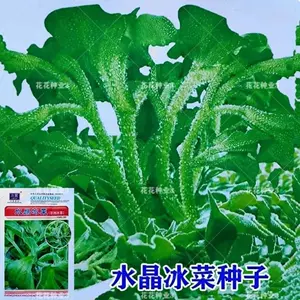 非洲冰草種子 Top 3000件非洲冰草種子 23年1月更新 Taobao 非洲冰草種子 Top 3000件非洲冰草種子 23年1月更新 Taobao