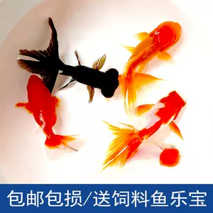 丹頂金魚 Top 900件丹頂金魚 23年1月更新 Taobao 丹頂金魚 Top 900件丹頂金魚 23年1月更新 Taobao