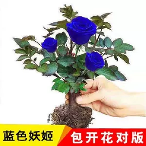 月光花植物 Top 5000件月光花植物 23年1月更新 Taobao