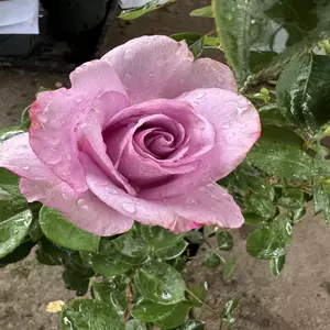 夜来香花 Top 1000件夜来香花 23年1月更新 Taobao