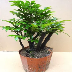 红紫檀盆栽 Top 5000件红紫檀盆栽 23年1月更新 Taobao