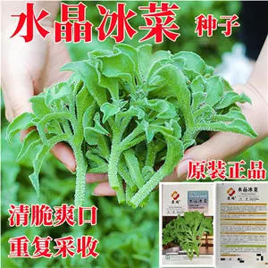 水晶冰草 Top 4000件水晶冰草 23年1月更新 Taobao 水晶冰草 Top 4000件水晶冰草 23年1月更新 Taobao