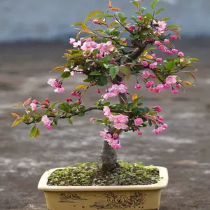 長壽冠海棠花盆栽 新人首單立減十元 22年10月 淘寶海外