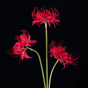 仿真彼岸花 新人首单立减十元 22年9月 淘宝海外