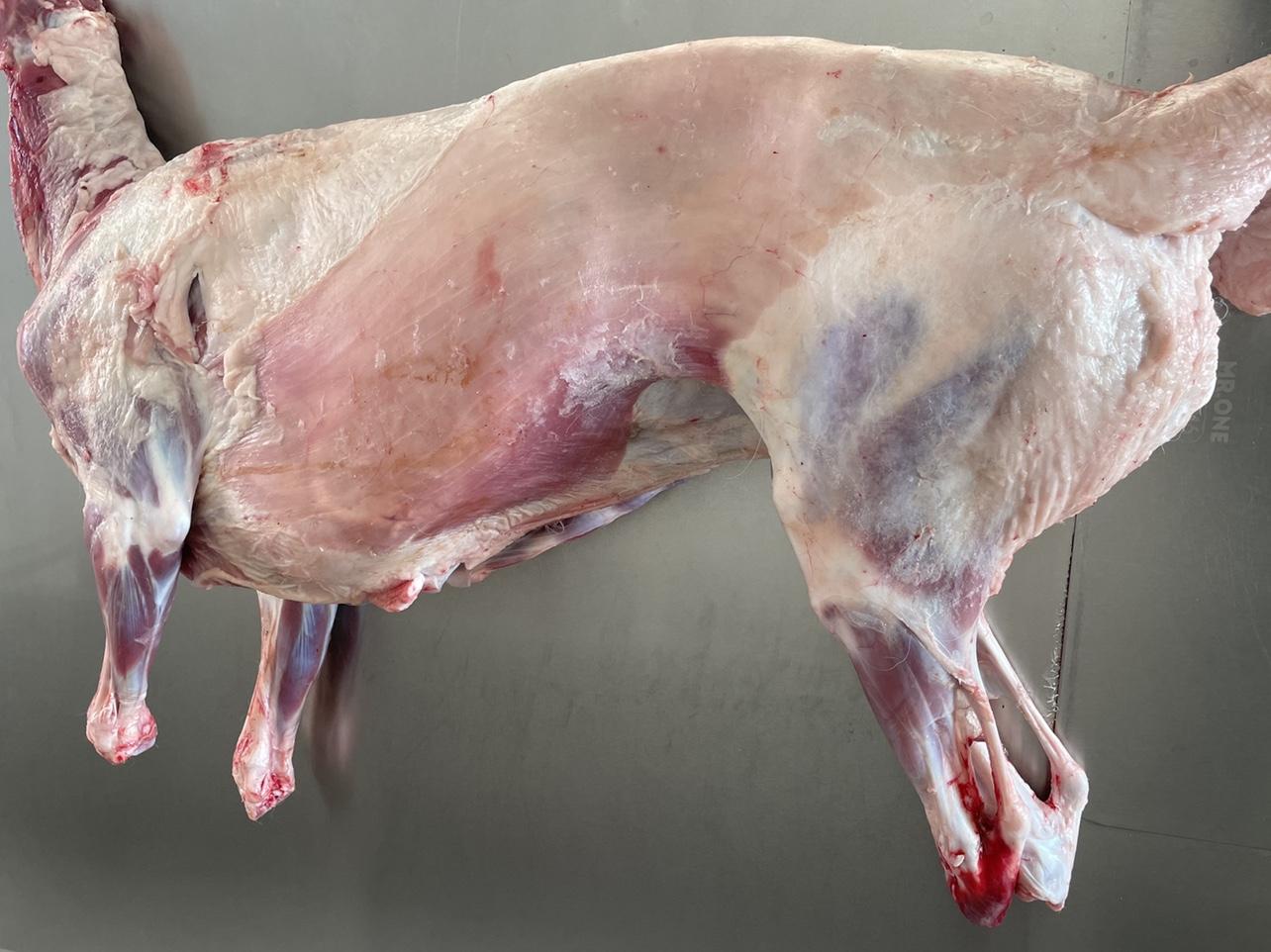 阿丁牧场呼伦贝尔海拉尔草饲清真羔羊肉带皮羊五斤起顺丰冷链包邮