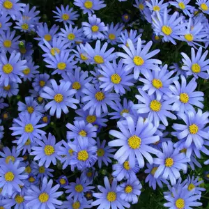 蓝草花 Top 30万件蓝草花 22年12月更新 Taobao