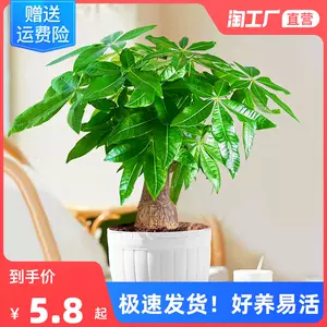 水培植物发财树 Top 5万件水培植物发财树 23年2月更新 Taobao