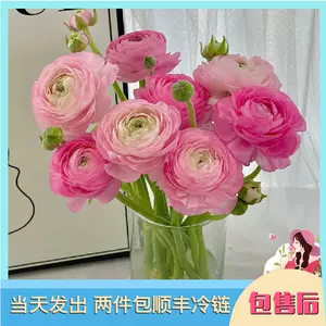 奥塞斯花 Top 3000件奥塞斯花 22年12月更新 Taobao