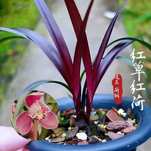 国兰四季兰 Top 2万件国兰四季兰 22年12月更新 Taobao