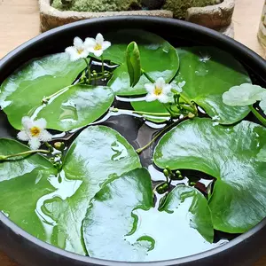 水生植物水养四季 新人首单立减十元 22年9月 淘宝海外