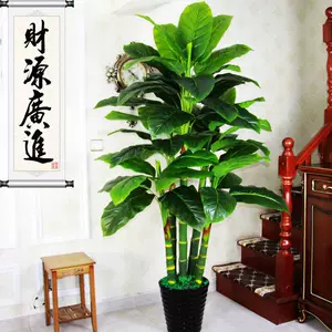 万年青盆栽植物 新人首单立减十元 22年10月 淘宝海外