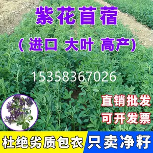 苜蓿芽 新人首单立减十元 22年10月 淘宝海外